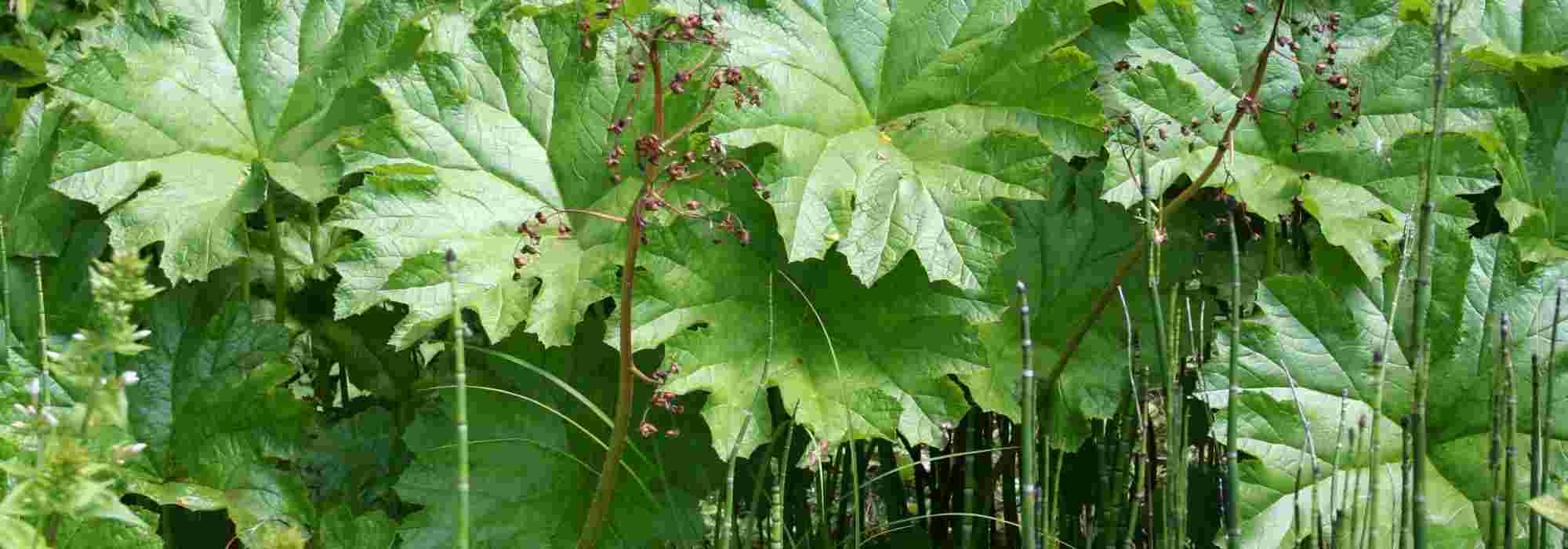 10 dekorative Stauden und Zwiebeln für modernen Garten