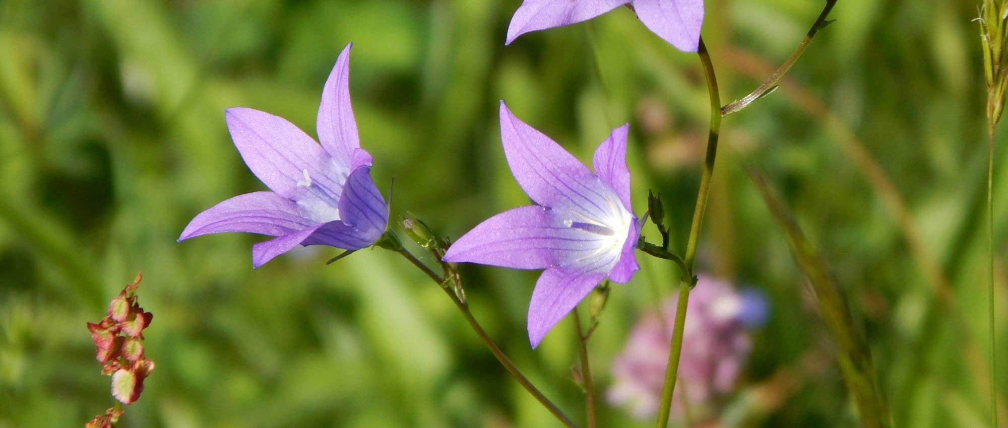 Gärtnern auf kalkhaltigem Boden: Tipps & passende Pflanzen