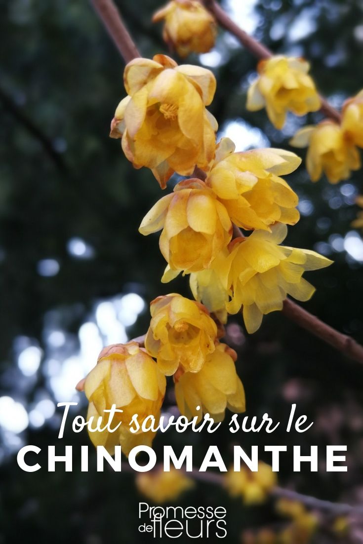 Chimonanthus – Alles, was Sie wissen müssen