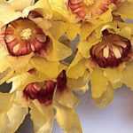 Winterblüte, Chimonanthus praecox: Pflanzung, Kultur, Rückschnitt