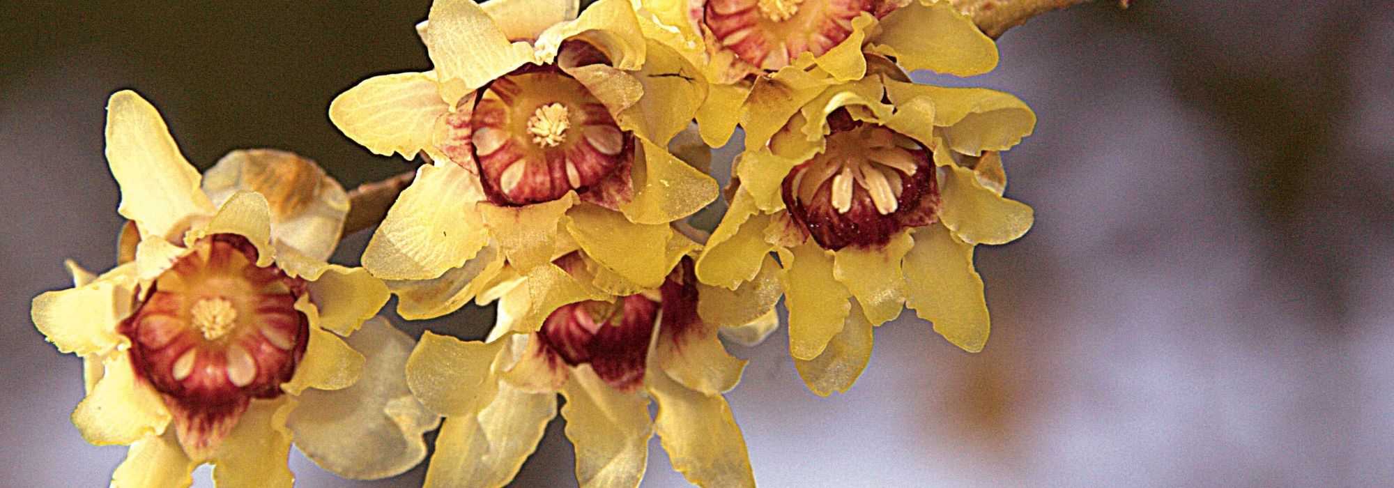 Winterblüte, Chimonanthus praecox: Pflanzung, Kultur, Rückschnitt
