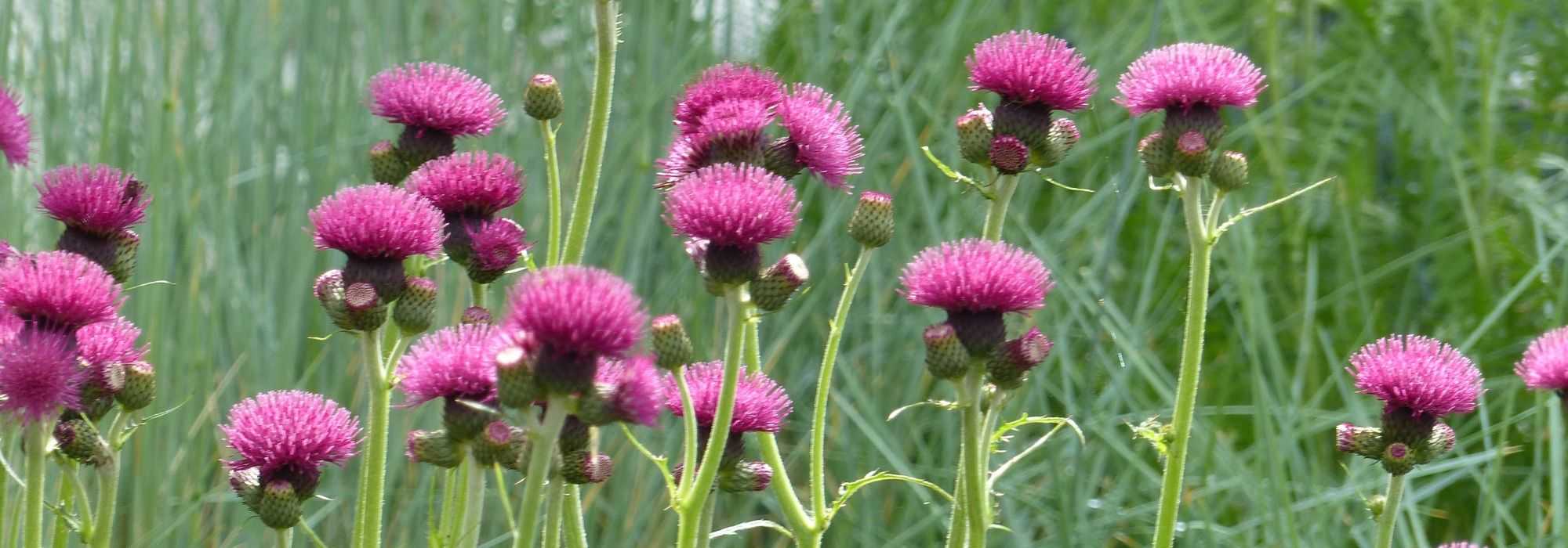 Cirsium: Pflanzen, Pflege et Culture