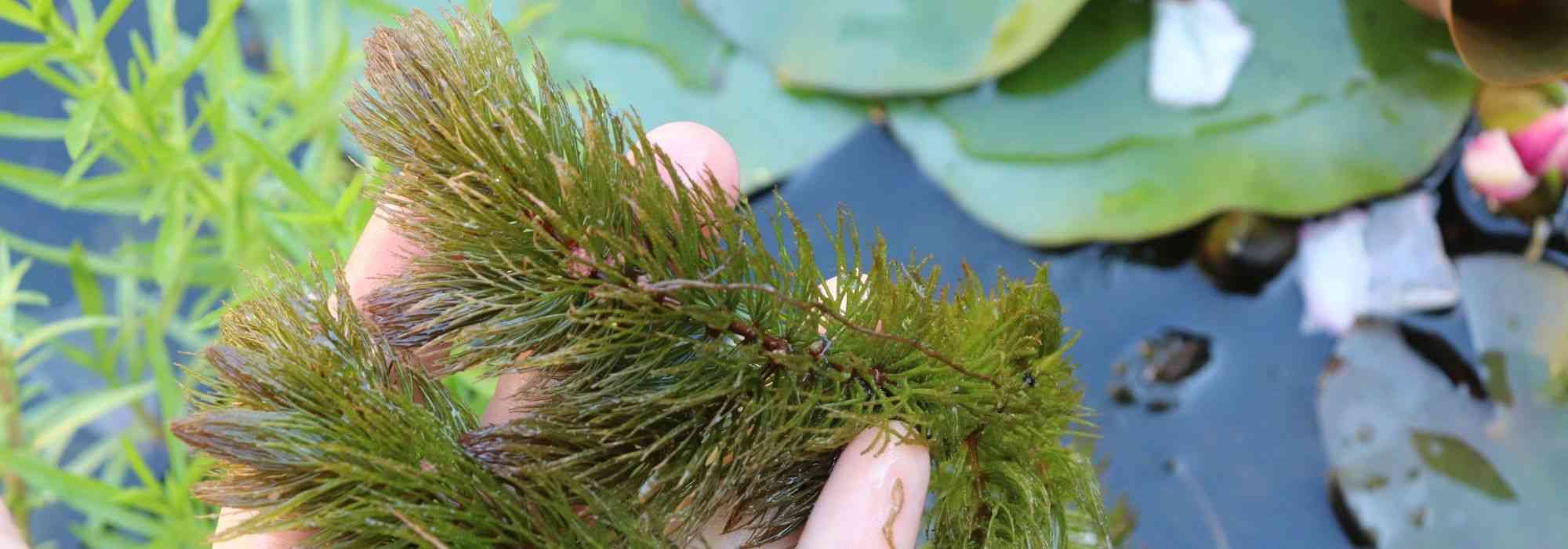 8 Sauerstoffpflanzen für Teich oder Weiher