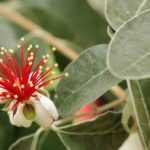 Feijoa sellowiana, Brasilianische Guave: pflanzen, kultivieren und Früchte ernten
