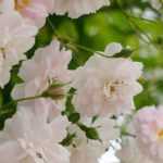Kletterrose oder Rambler-Rose: der Unterschied?
