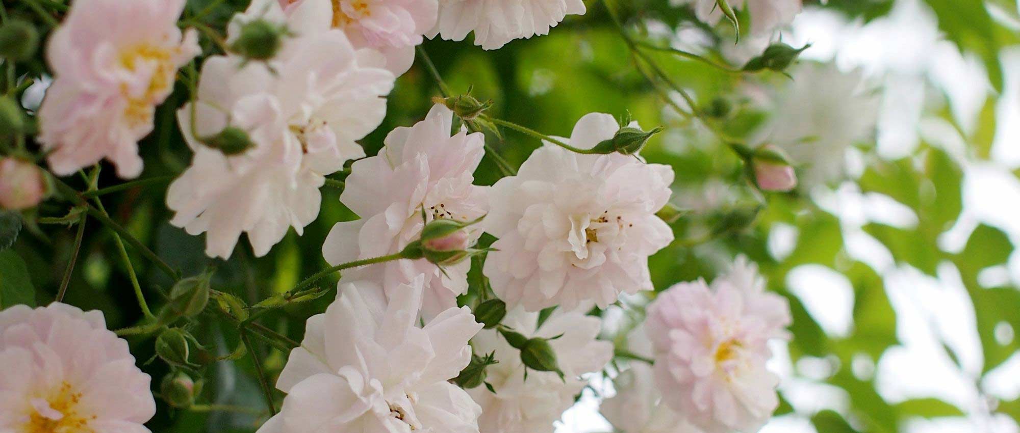 Kletterrose oder Rambler-Rose: der Unterschied?