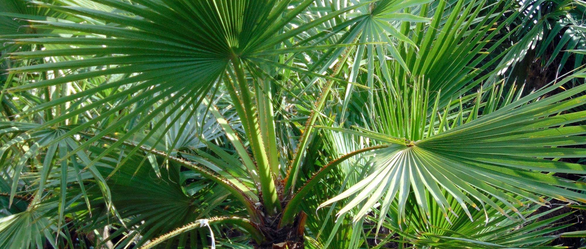 Priesterpalme: Pflanzen, Pflege und Kultur