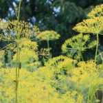Dill: Aussaat, Pflanzung, Vorteile