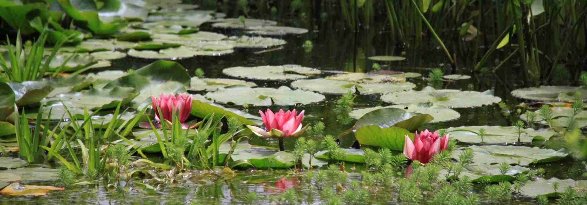 Aquatische Pflanzen für Teich oder Weiher choisir