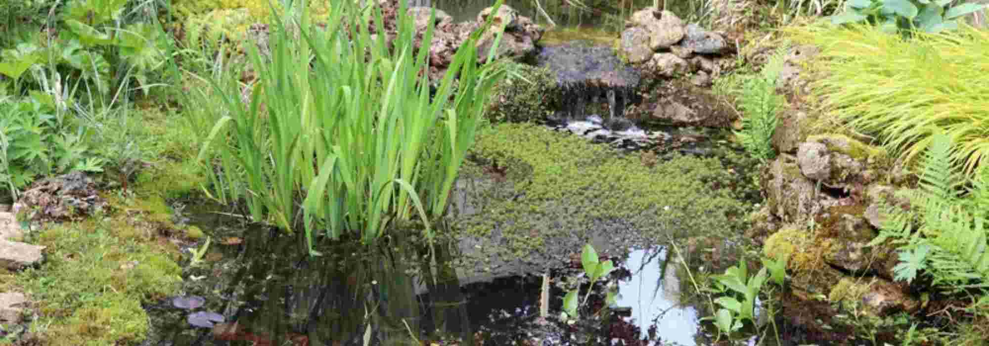 Naturteich im Garten anlegen
