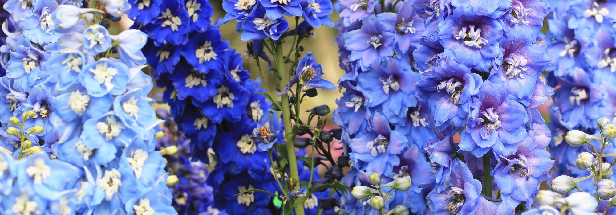 10 blau blühende Stauden für jeden Garten