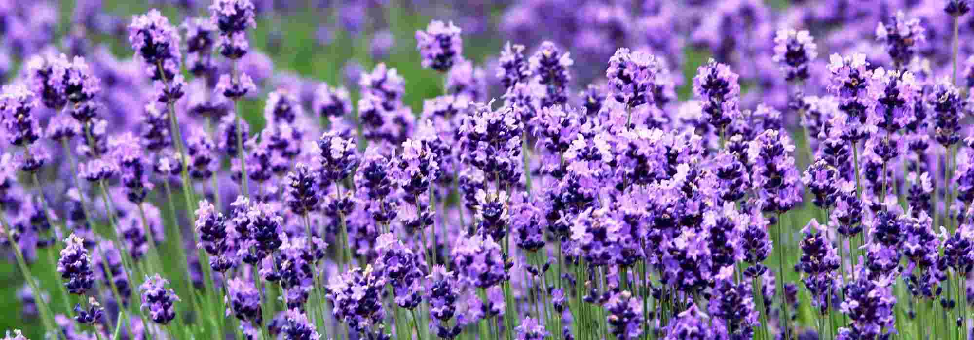 Lavendel: Welche Sorte wählen?