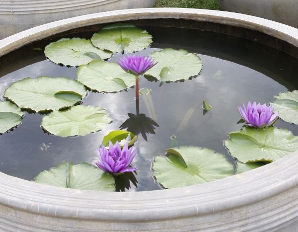Miniteich: Kleiner Wassergarten für Terrasse oder Balkon