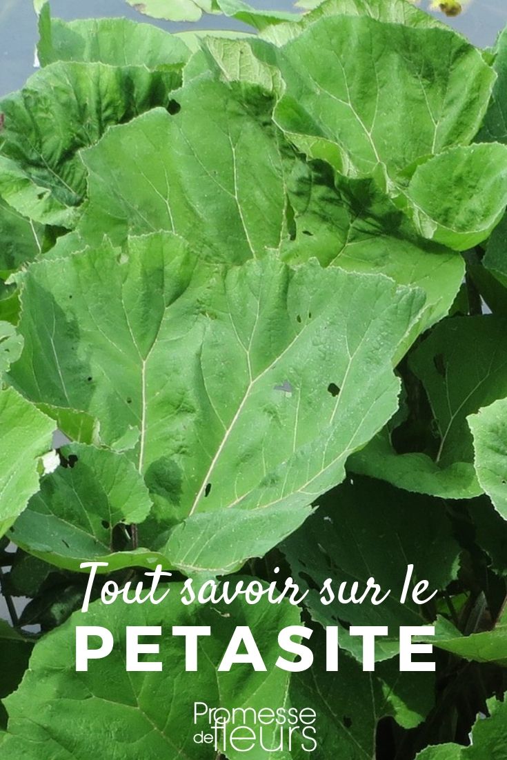 Petasite