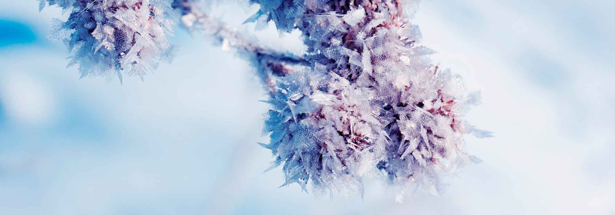 Vernalisation: Was ist das?