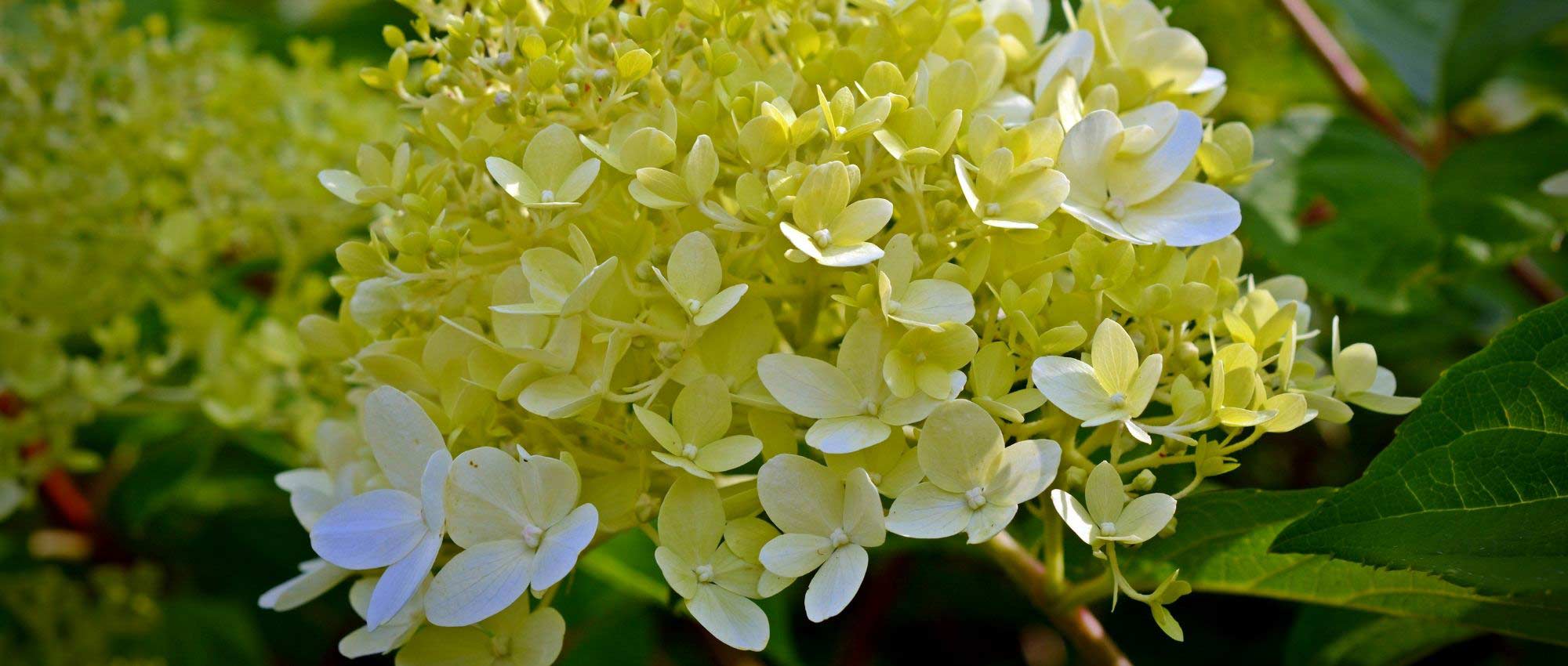 Hortensie im Topf: Pflanzen und Pflege