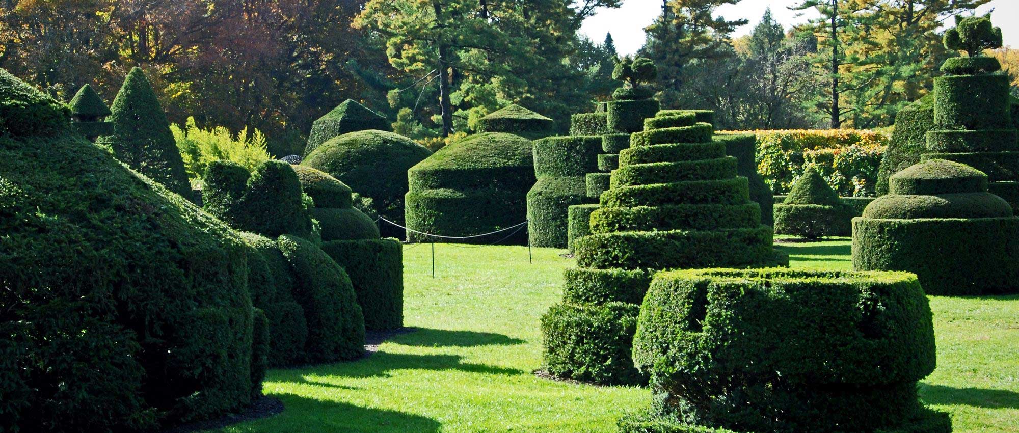 Topiary: 8 passende Sträucher
