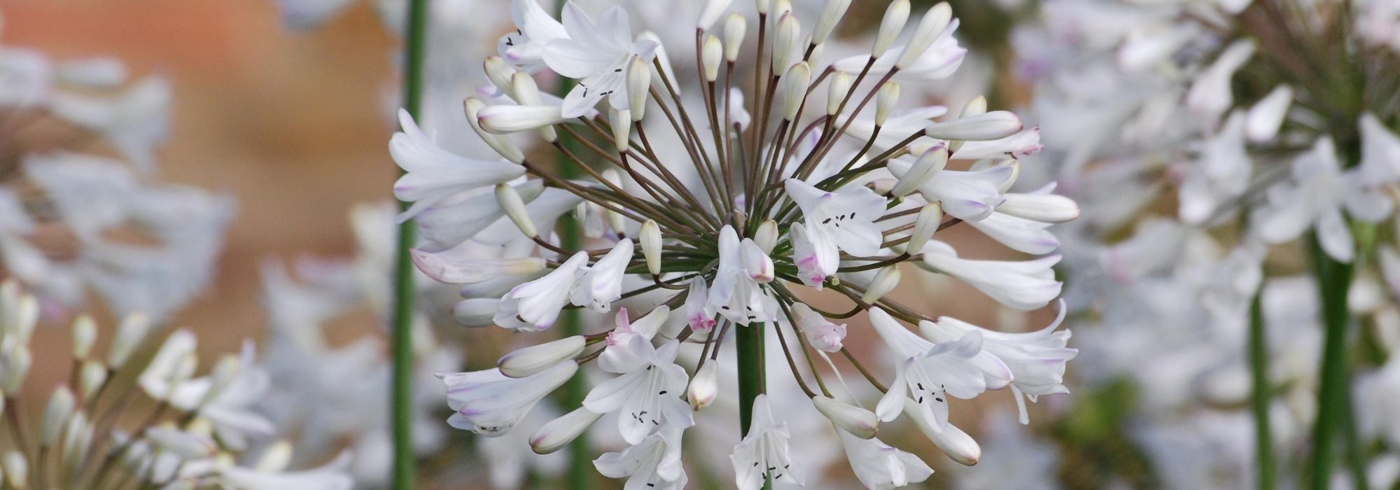 Liebesblumen: 6 gelungene Kombinationen