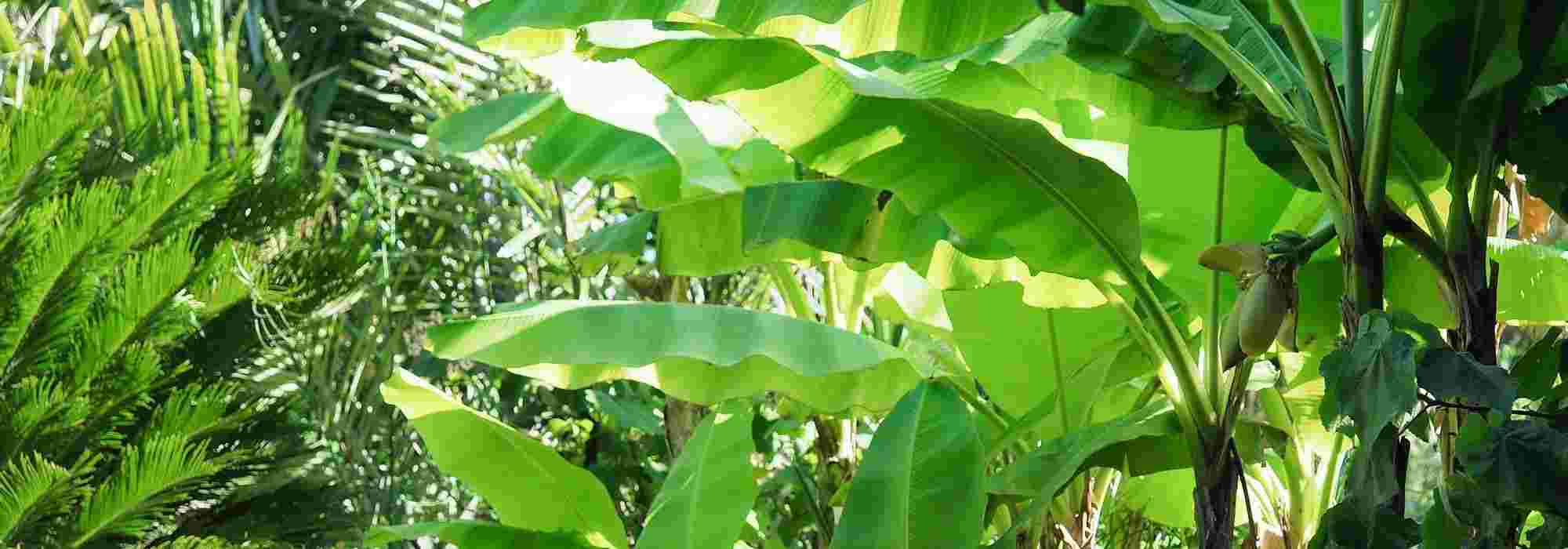 Banane im Topf: Pflanzung und Pflege