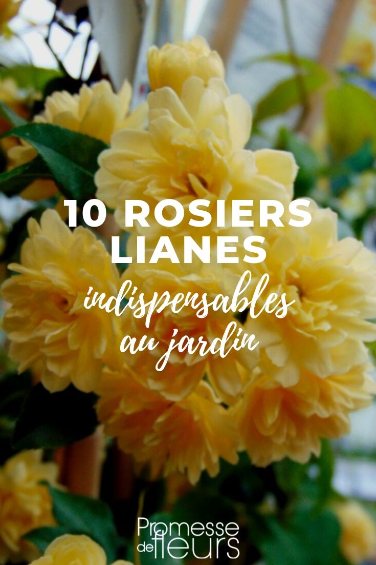 Kletterrosen: Die 10 besten Sorten