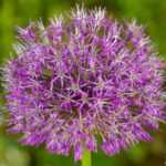 5 gute Gründe für Knoblauch im Garten