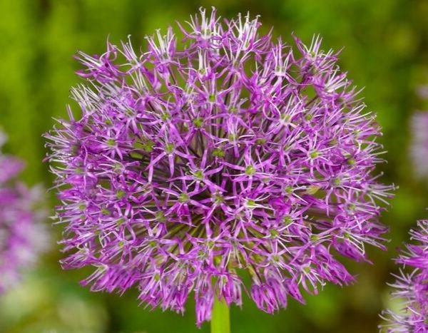 5 gute Gründe für Knoblauch im Garten