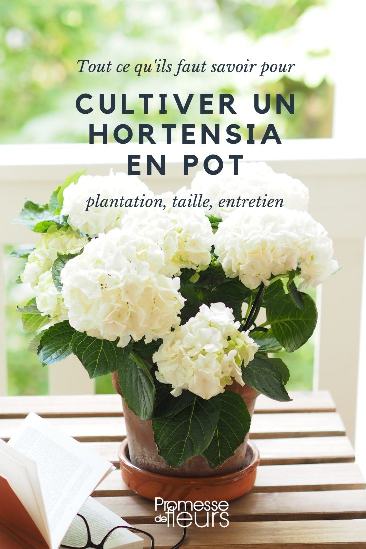 Hortensie im Topf: Pflanzung, Pflege