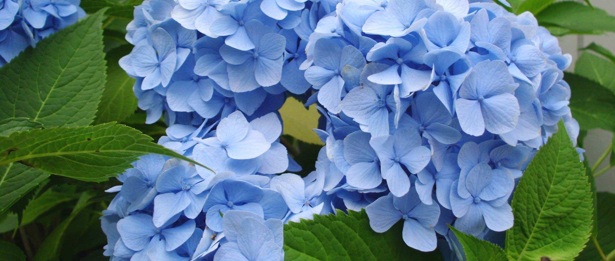 Blaue Hortensie: beste Sorten