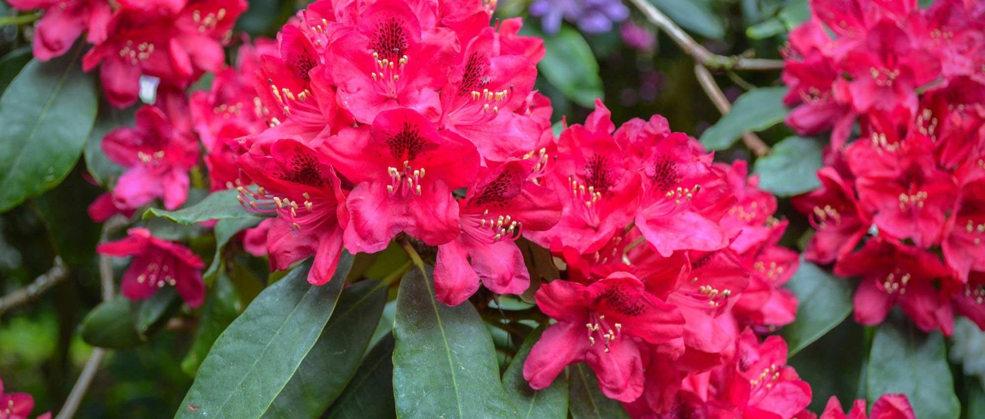 Alpenrose im Topf kultivieren?