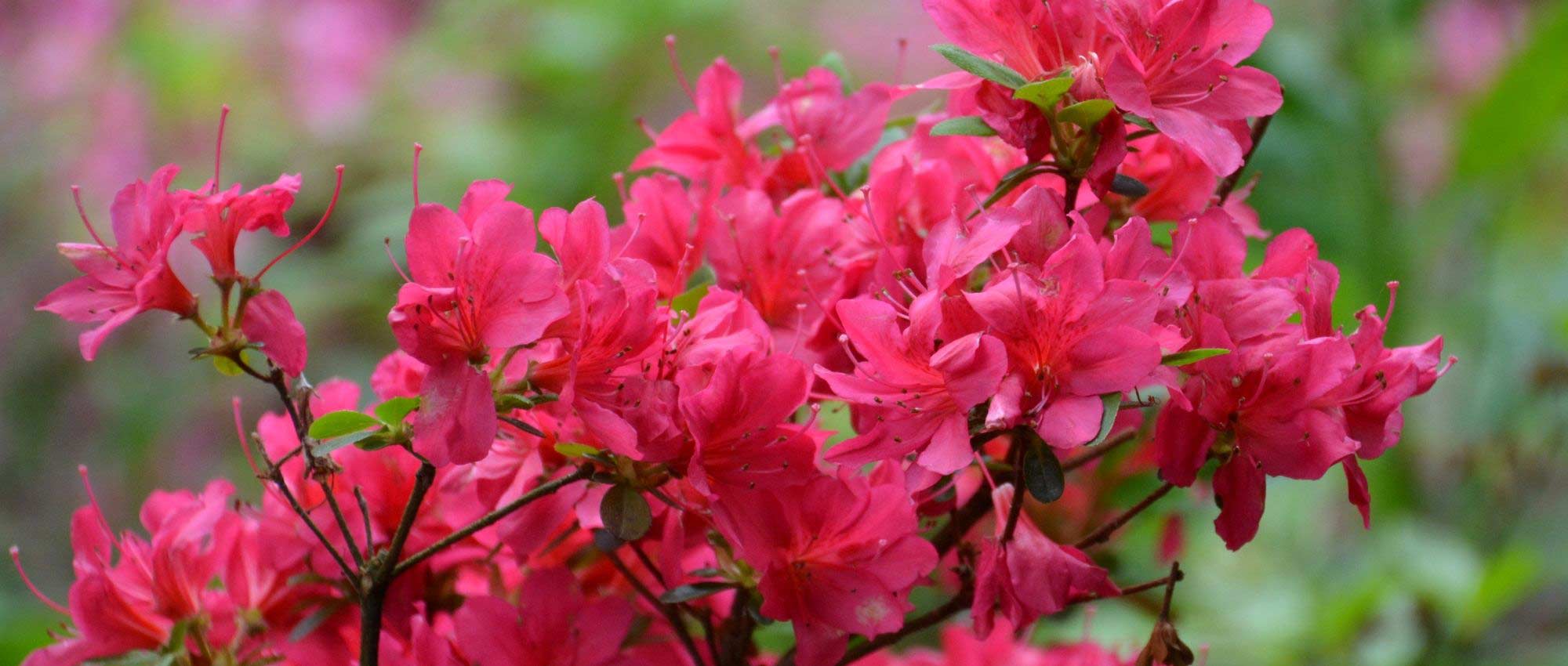 Zwerg-Rhododendren und Azaleen: beste Sorten