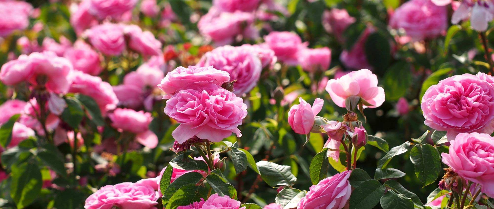 Was ist eine remontierende Rose?