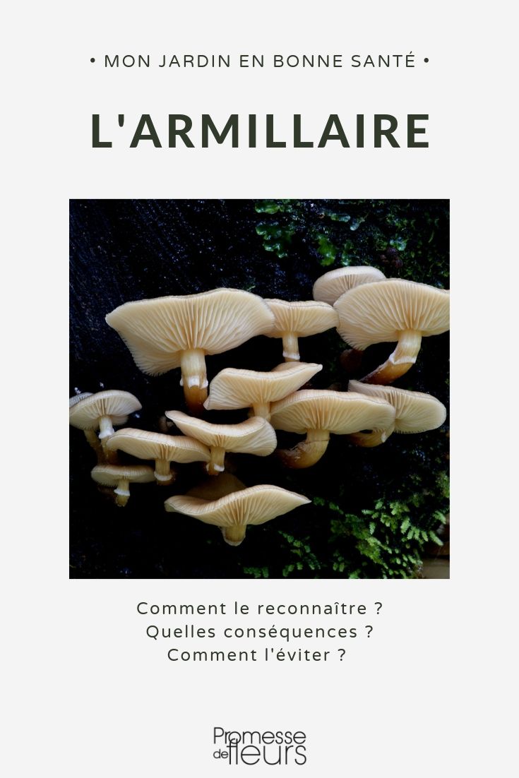 Armillaria, Wurzelfäule