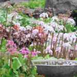 Bergenie: 5 Kombi-Ideen pour le jardin