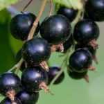 Schwarze Johannisbeere: Pflanzen, Rückschnitt und Pflege