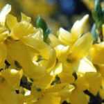 Forsythie: 7 Ideen für die Gartengestaltung