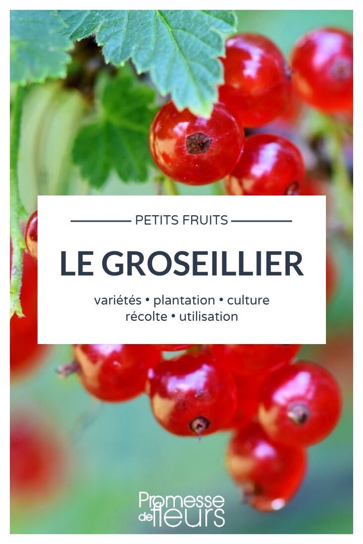 Stachelbeere, Ribes rubrum