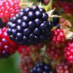 Brombeere: Pflanzen, Rückschnitt und Pflege