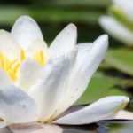 Seerose pflanzen und pflegen