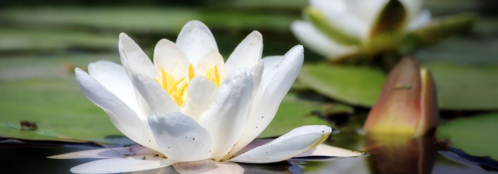 Seerose pflanzen und pflegen
