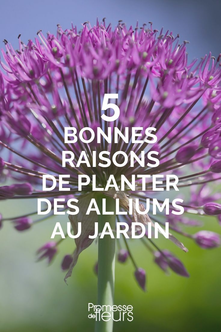 5 gute Gründe, Zierlauch im Garten zu pflanzen