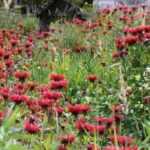 10 Stauden mit roten Blüten für Ihren Garten