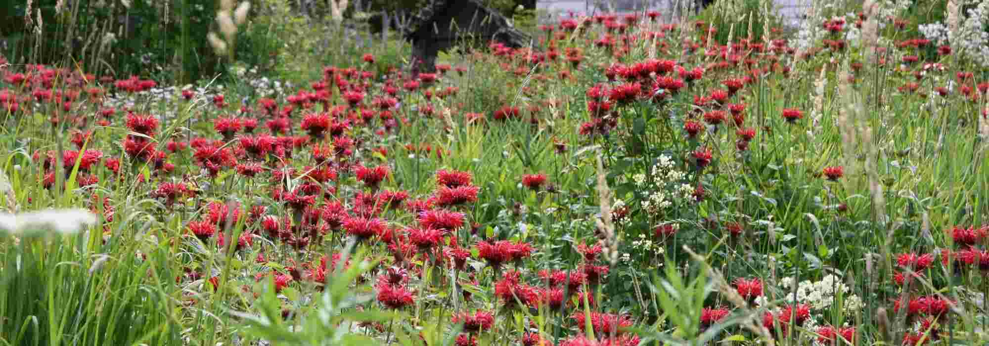 10 Stauden mit roten Blüten für Ihren Garten