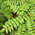 Szechuanpfeffer, Zanthoxylum: pflanzen, kultivieren, ernten