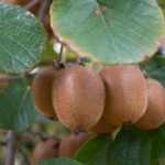 Actinidia (Kiwipflanze): pflanzen, schneiden, ernten