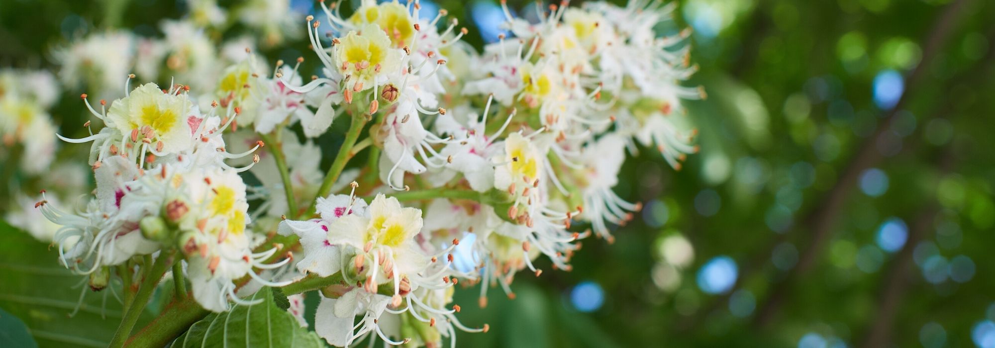 Gewöhnliche Rosskastanie: Pflanzen und Pflege