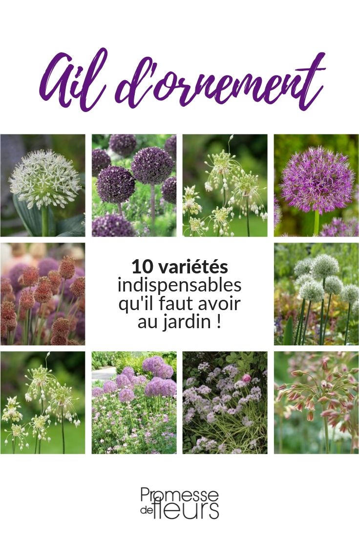 Zierlauch: 10 unverzichtbare Sorten für den Garten