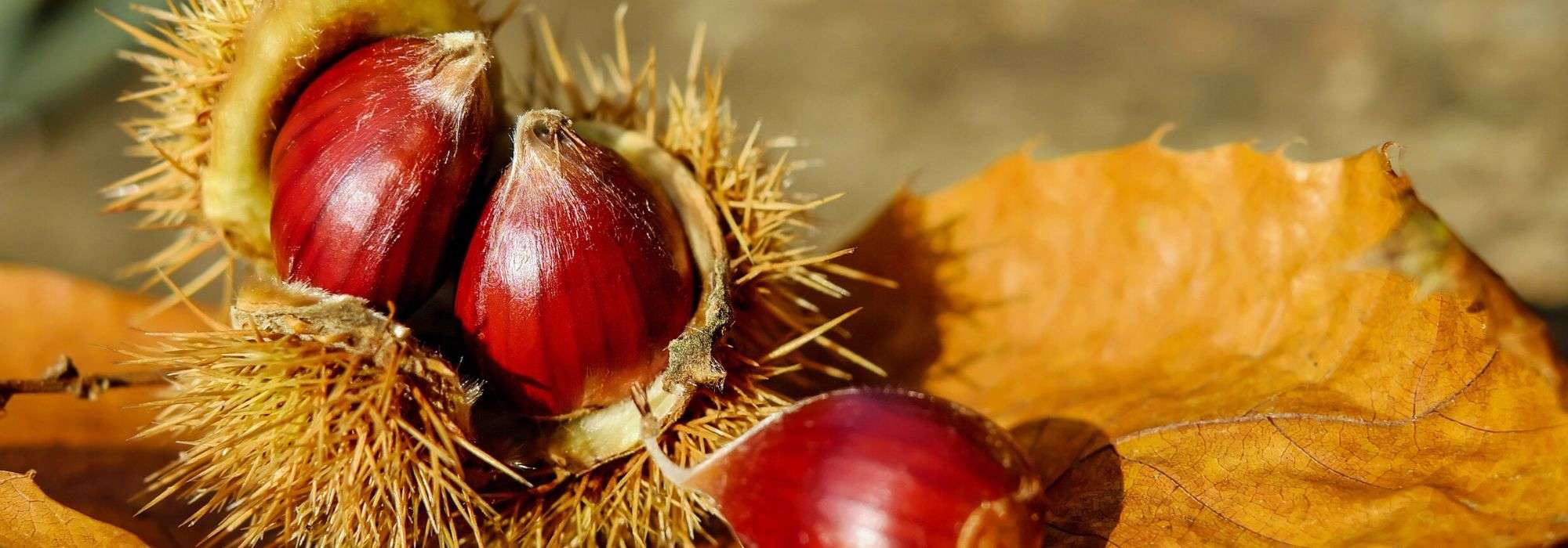 Esskastanie: pflanzen, Rückschnitt und Pflege