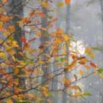 Warum sich Blätter im Herbst verfärben und fallen