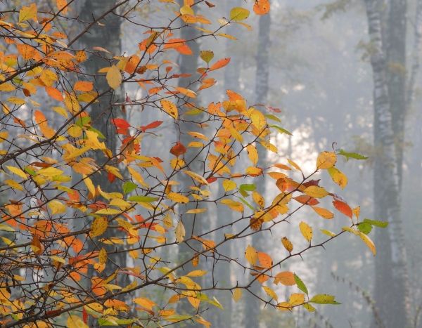 Warum sich Blätter im Herbst verfärben und fallen