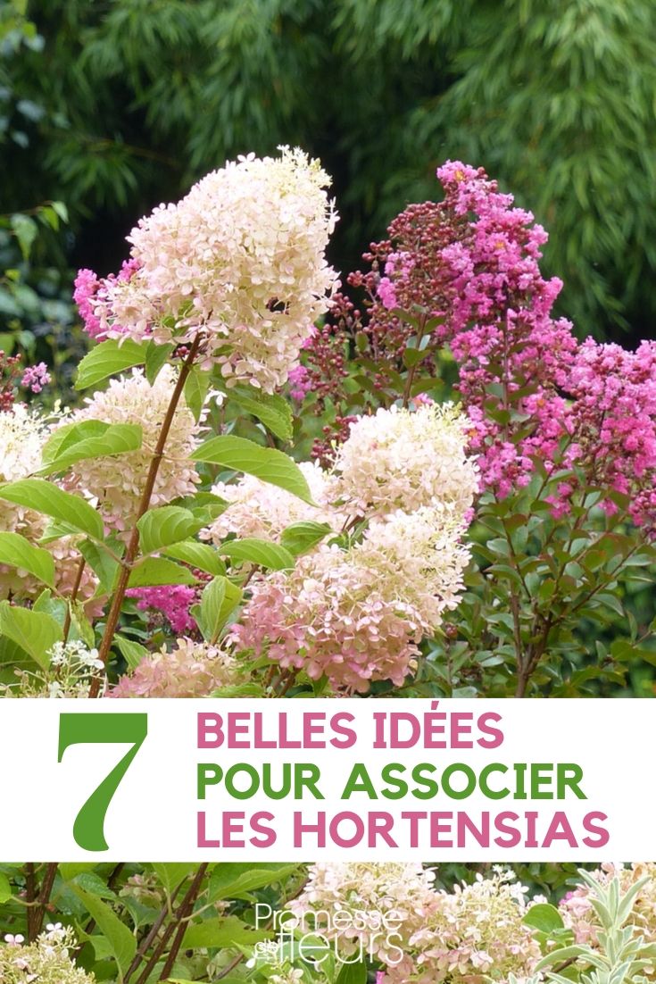 Hortensien kombinieren: 7 Ideen